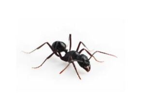 Black-Ants-Lasius-niger-Pest-Solutions-Pest-Control