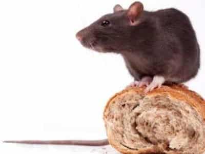 Stor Rotte Brown Rats | Pest Solutions