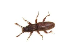Merchant-Grain-Beetle-Oryzaephilus-mercator-Pest-Solutions-Pest-Control