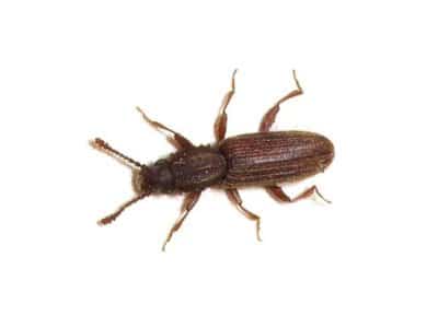 Merchant-Grain-Beetle-Oryzaephilus-mercator-Pest-Solutions-Pest-Control