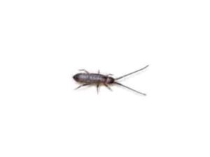 Springtails-Collembola-spp.-Pest-Solutions-Pest-Control