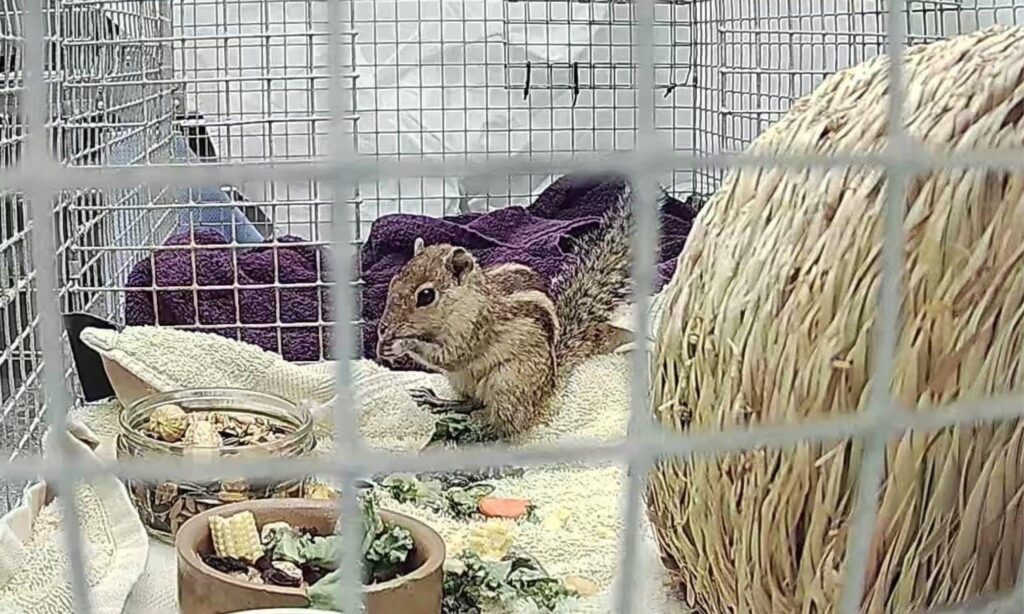 Stowaway Indian Palm Squirrel Rescued