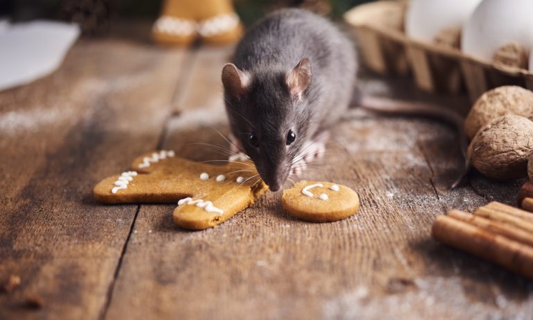 christmas pests