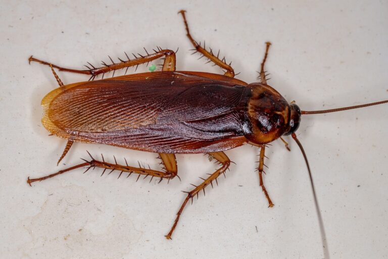 Cockroaches UK - The Ultimate Guide | Pest Solutions