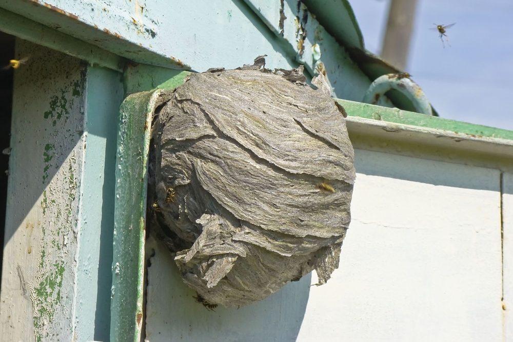 wasp nest removal