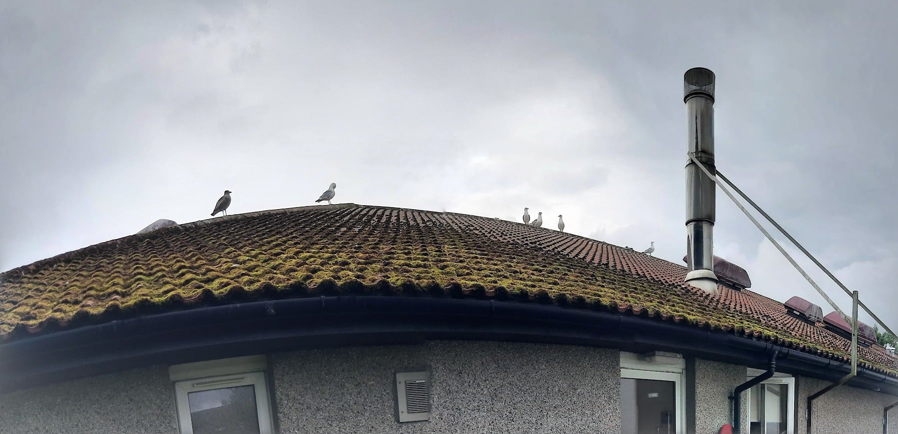 Bird Netting over solar panels