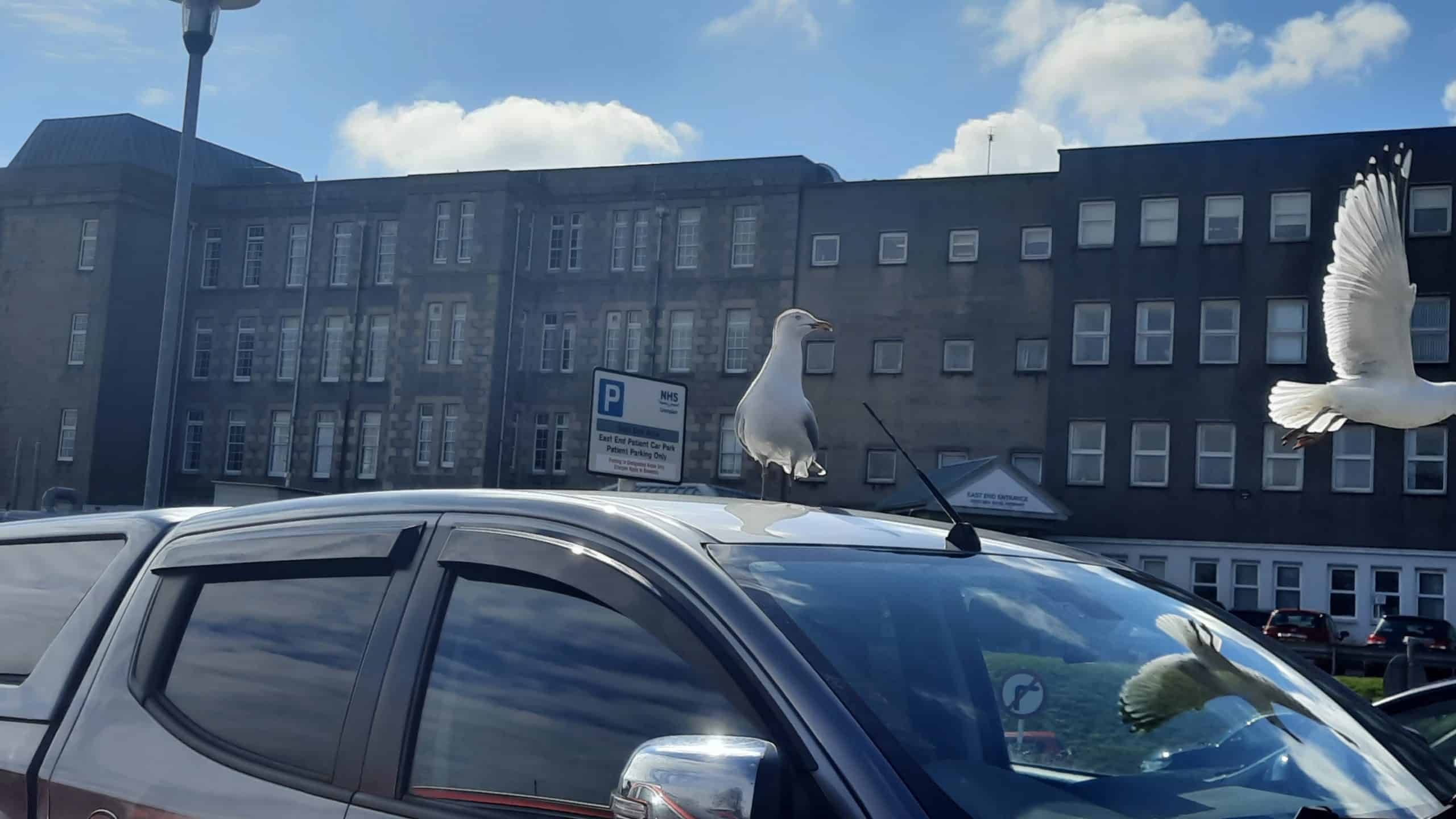 bird control Liverpool