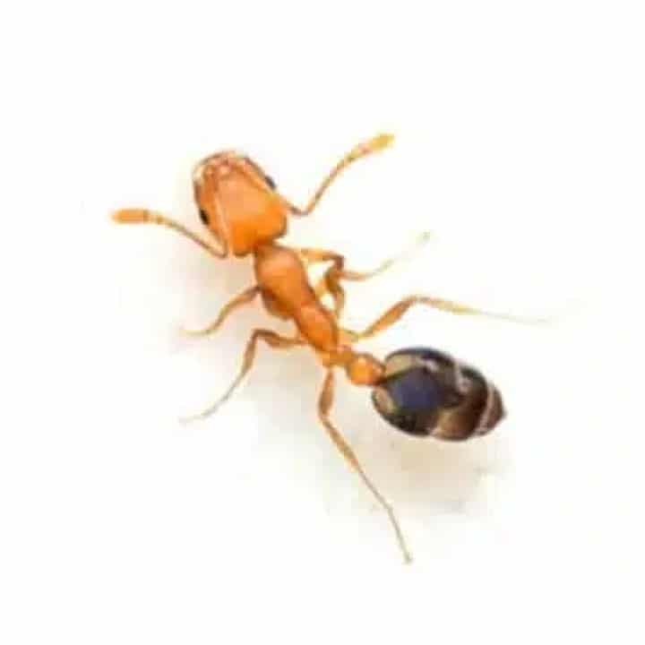 Pest Image - Pharaohs Ants - 720px