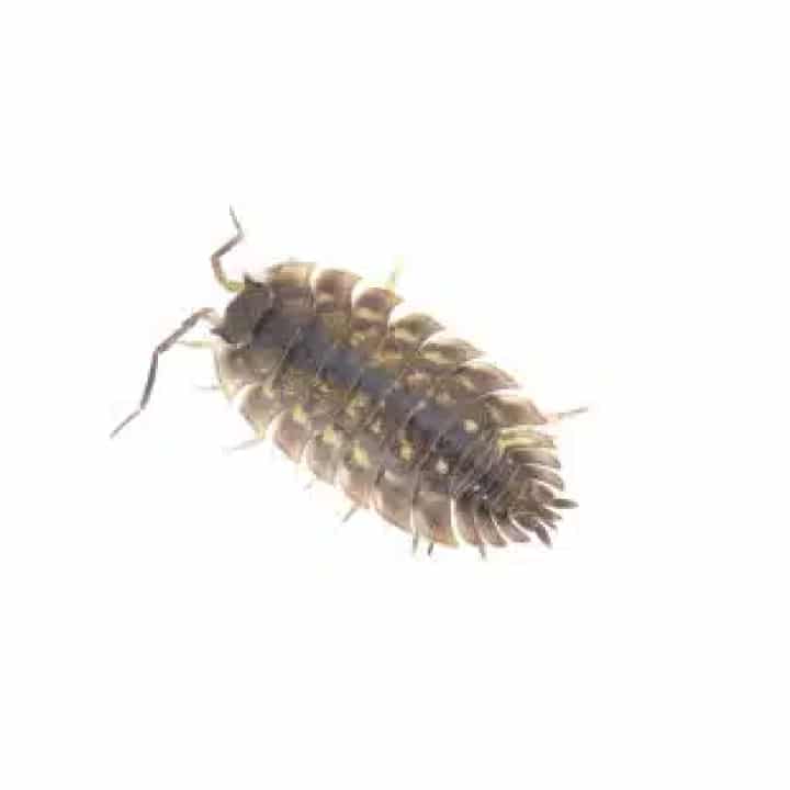 Woodlice in the UK