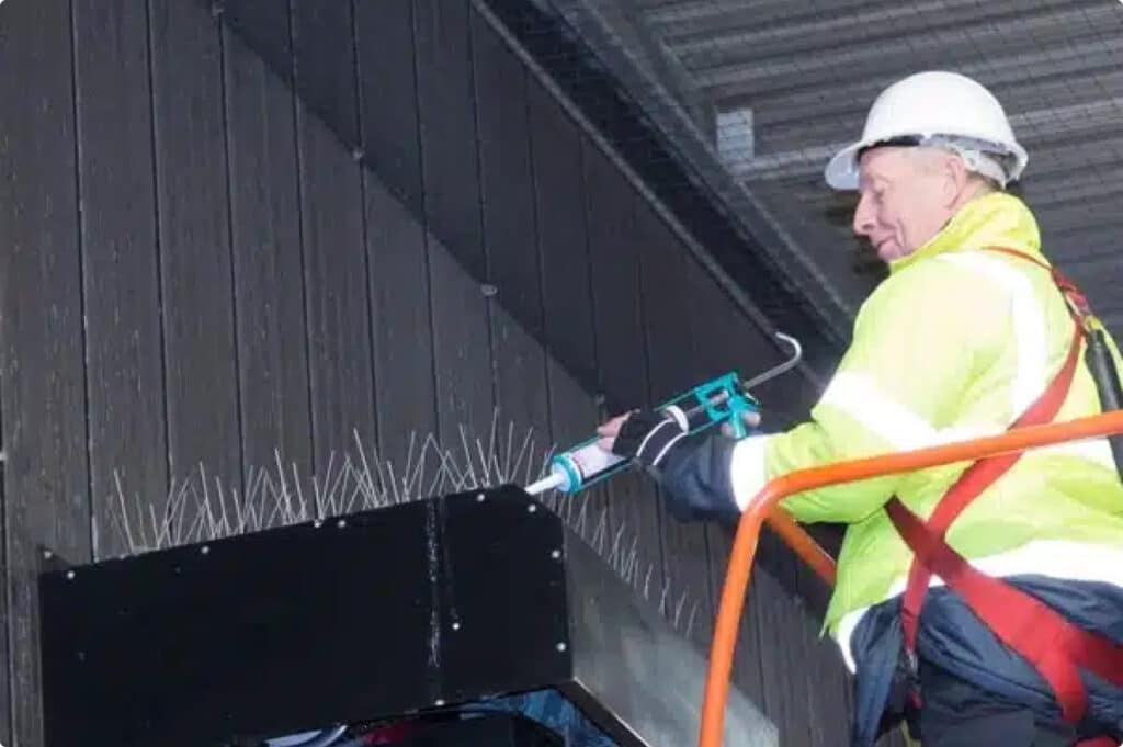 Expert Bird Control Glasgow Services by Pest Solutions
