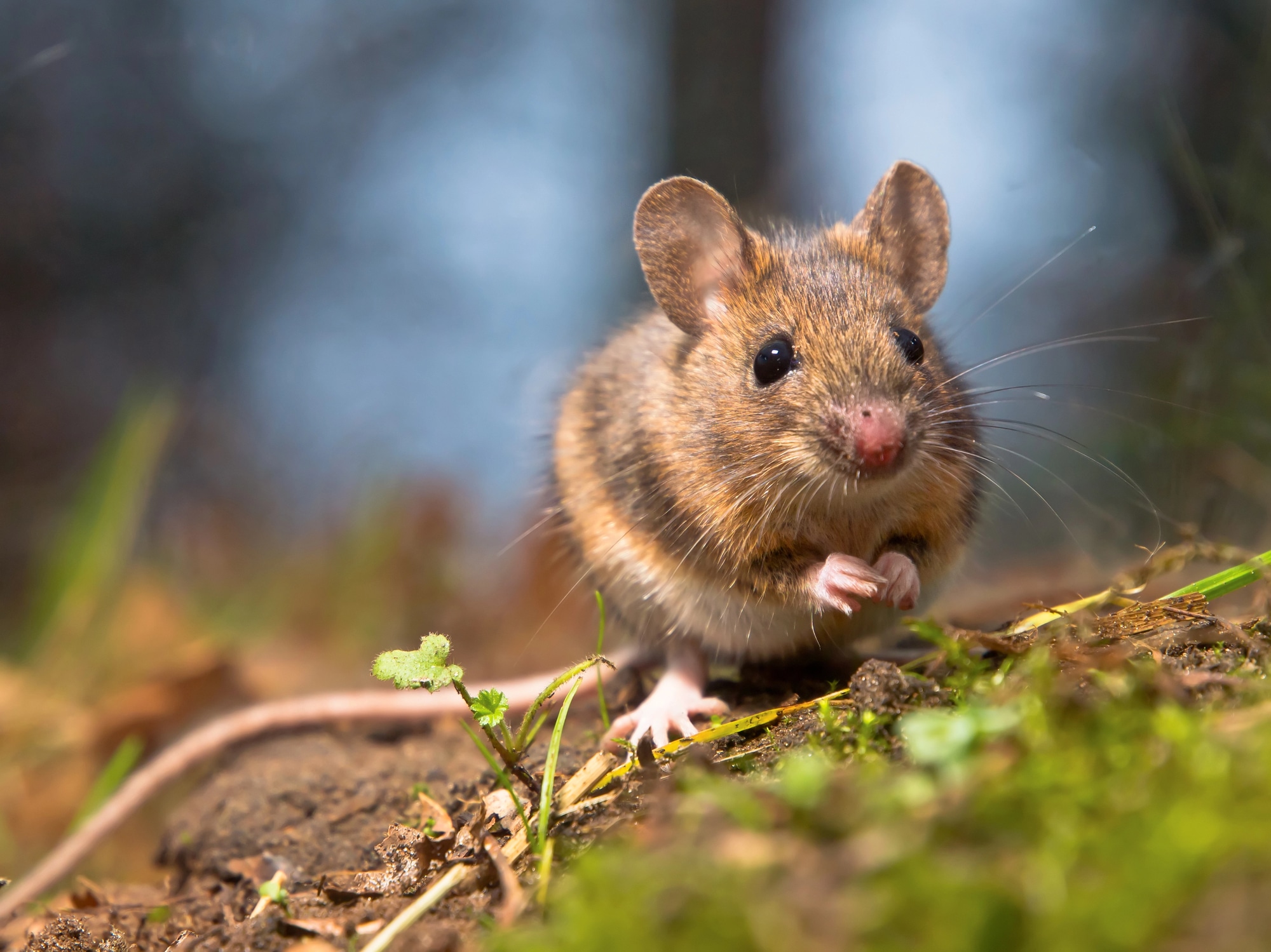 Field Mouse on mud