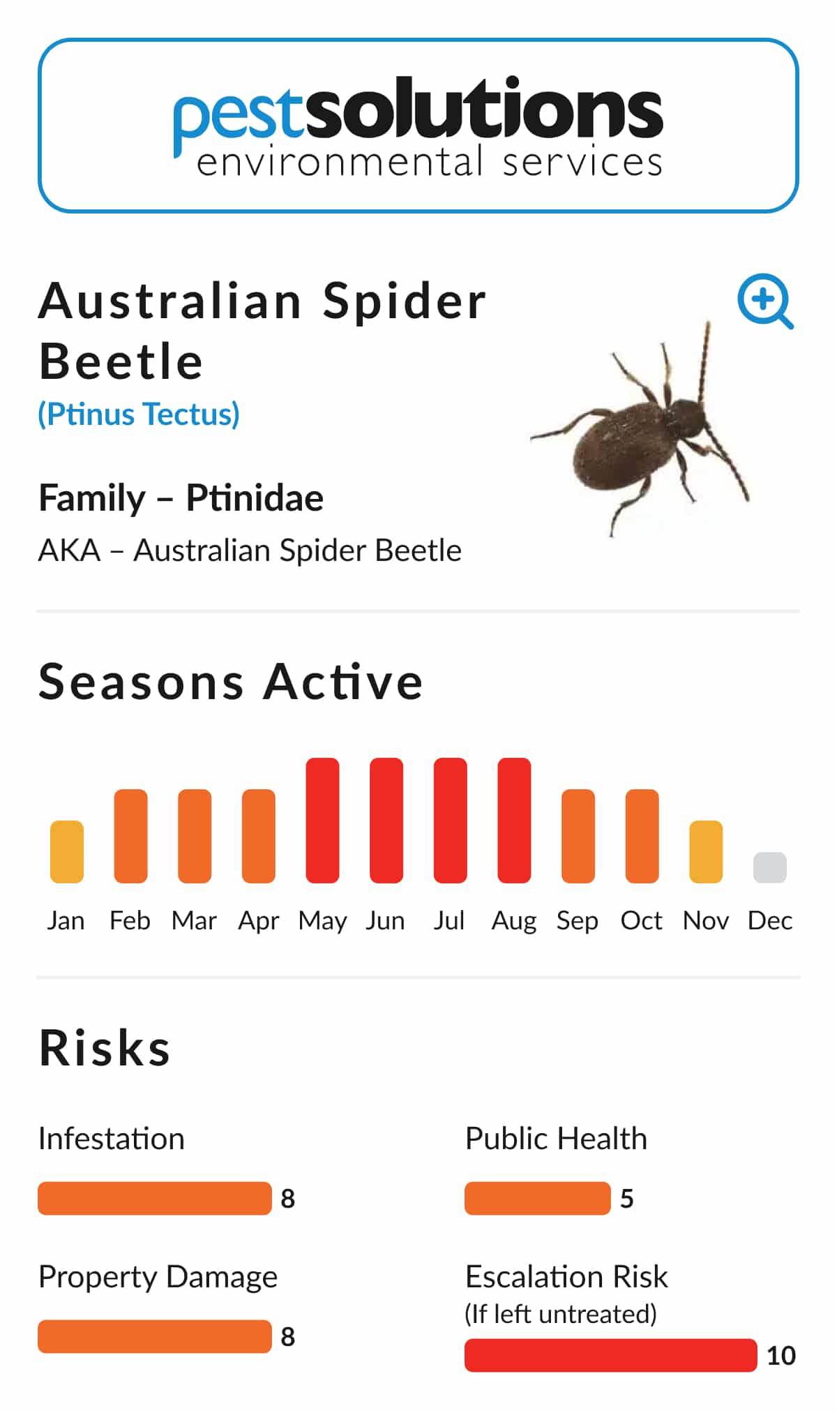 Pest=Australian Spider Beetle