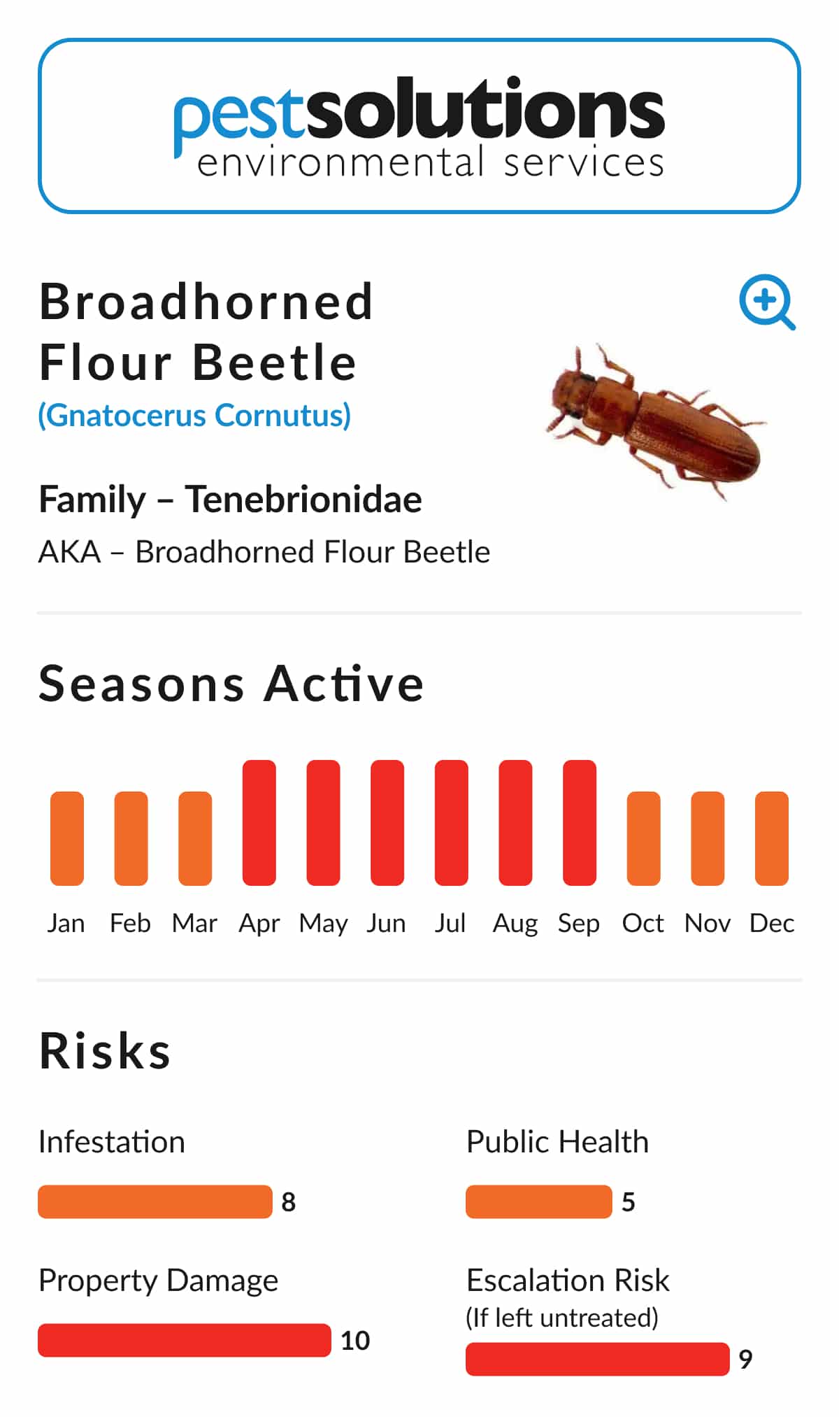 Pest=Broadhorned Flour Beetle