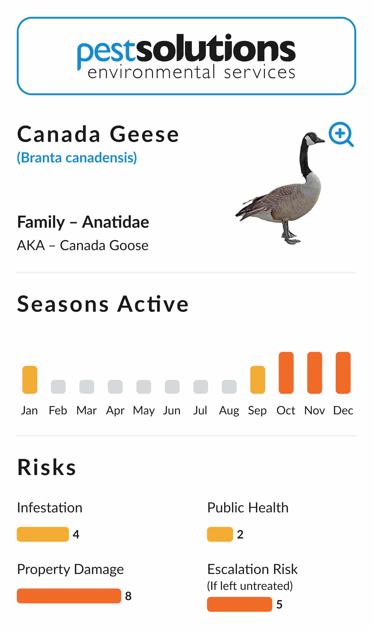 Pest=Canada Geese