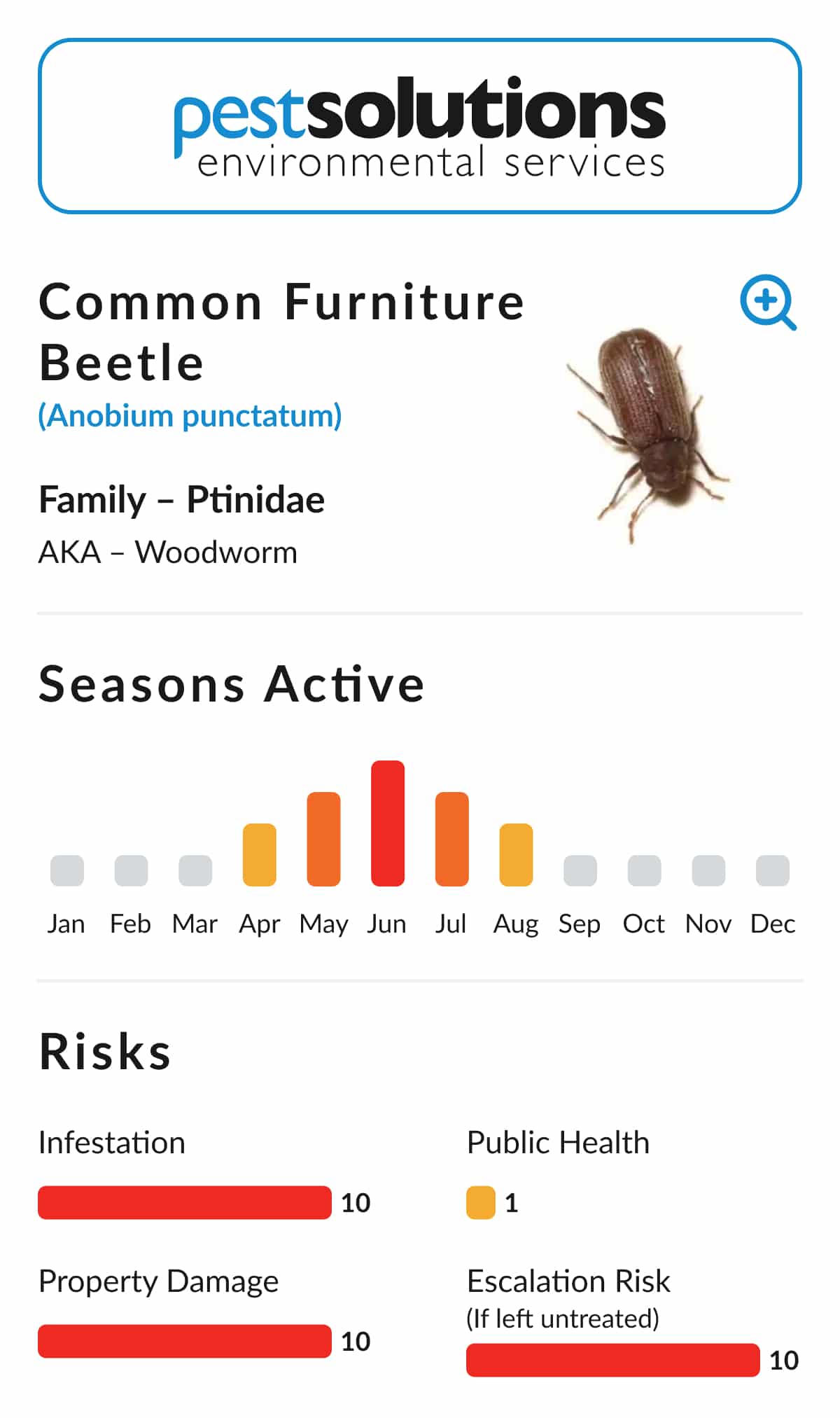 Pest=Common Furniture Beetle