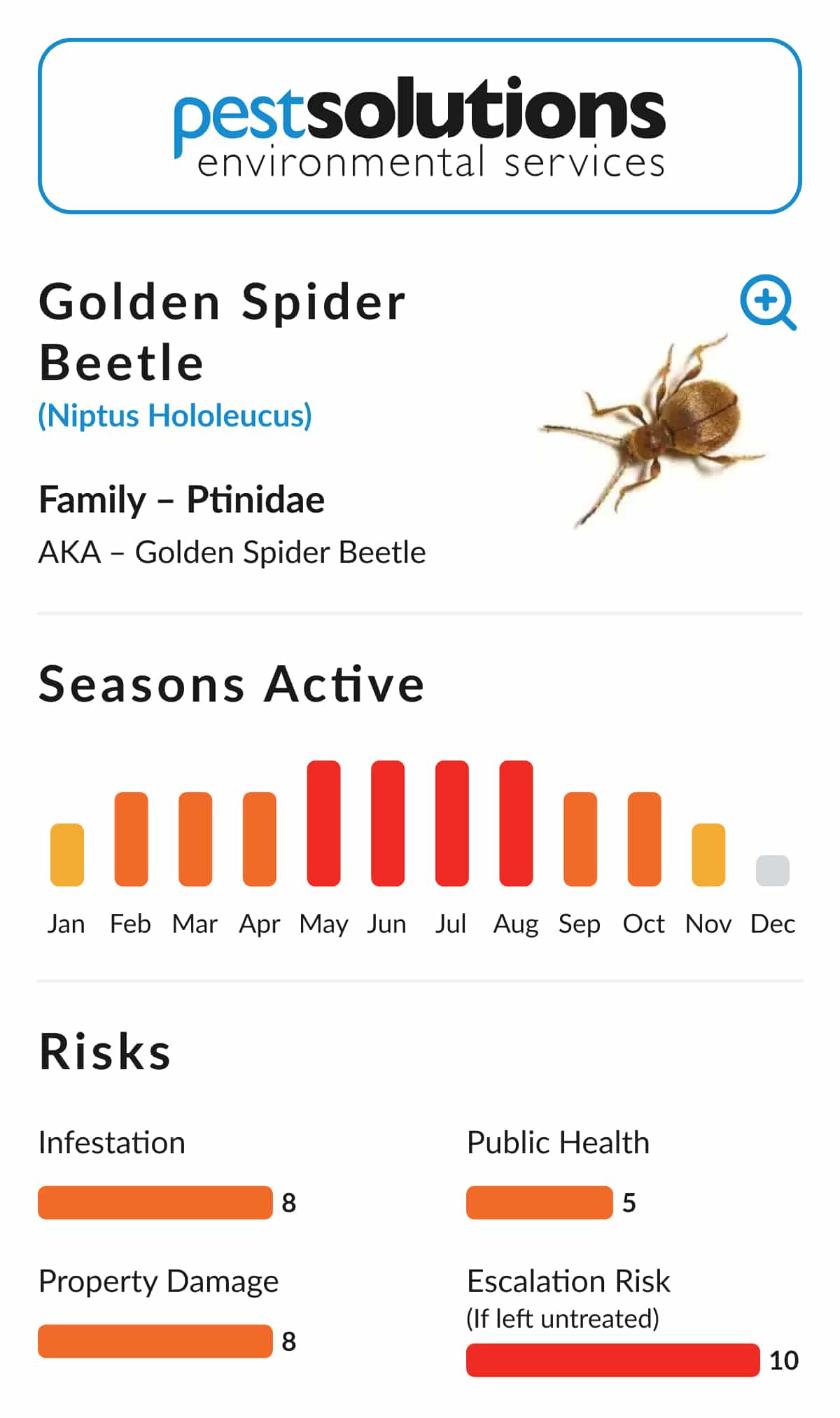 Pest=Golden Spider Beetle