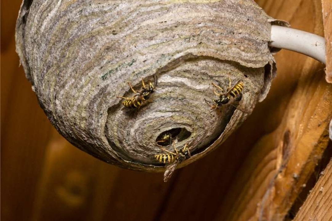 Wasp FAQ Image