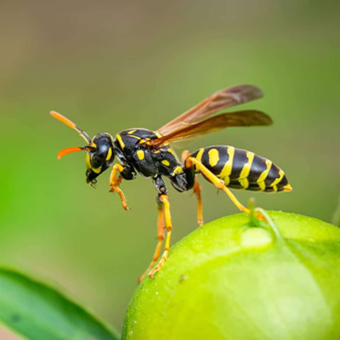 Wasp FAQ Image 2 - Placeholder