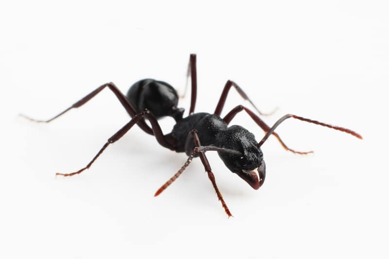 Black Ant