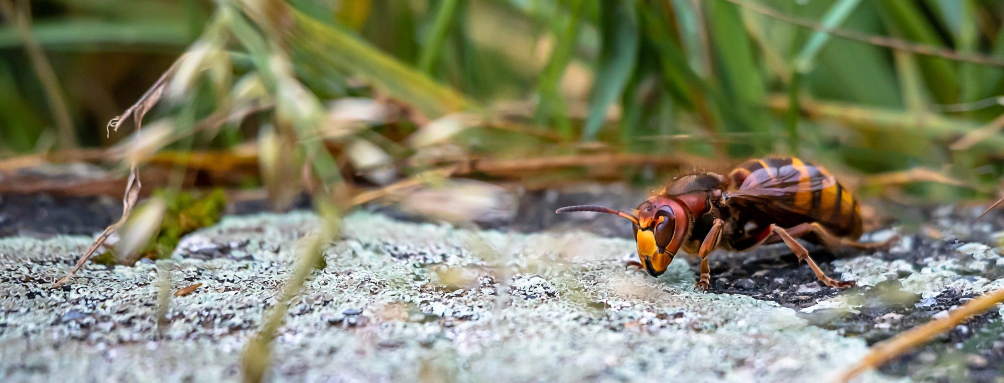 Asian Giant Hornet