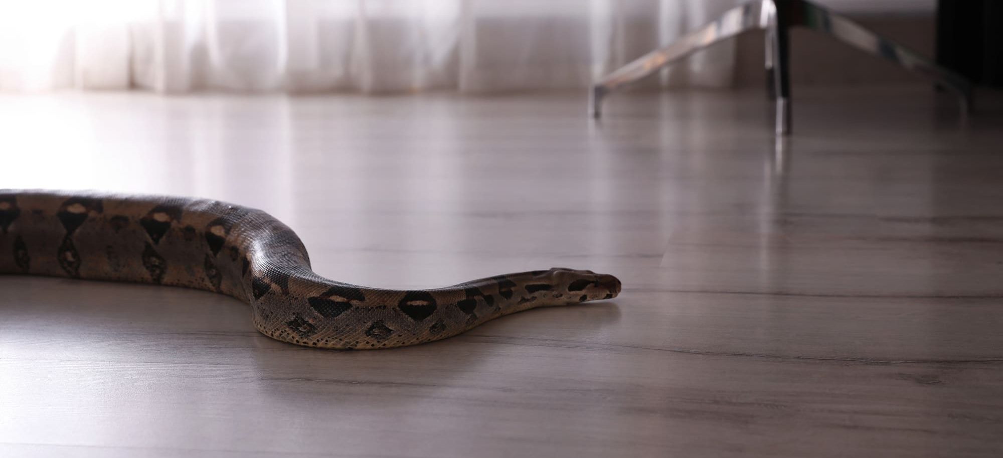 Snake in House