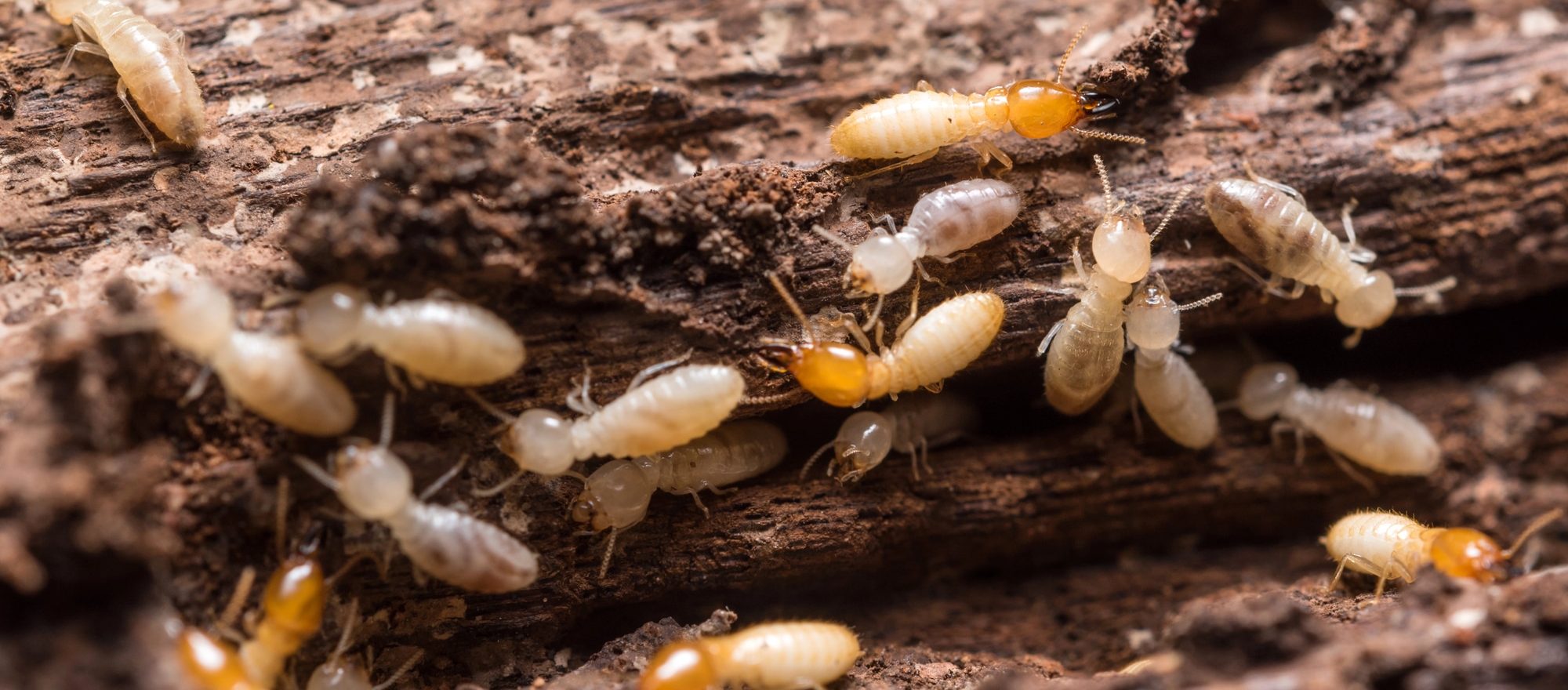 Termite Infestation