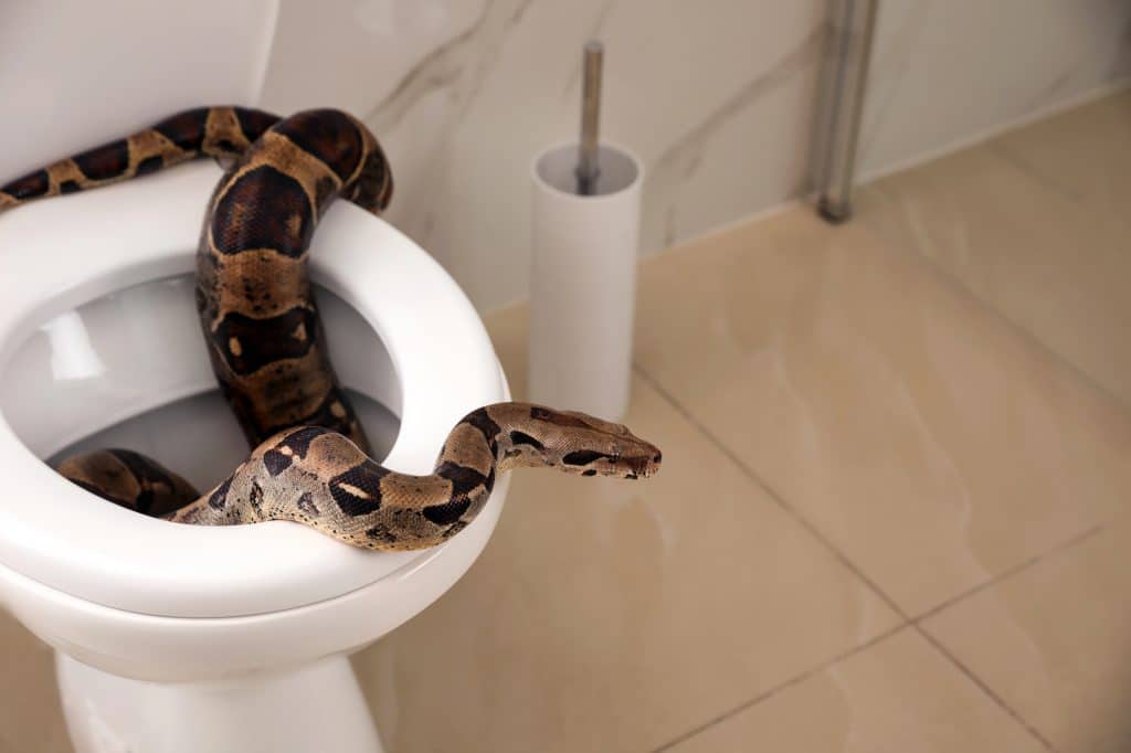 Worldwide pest species