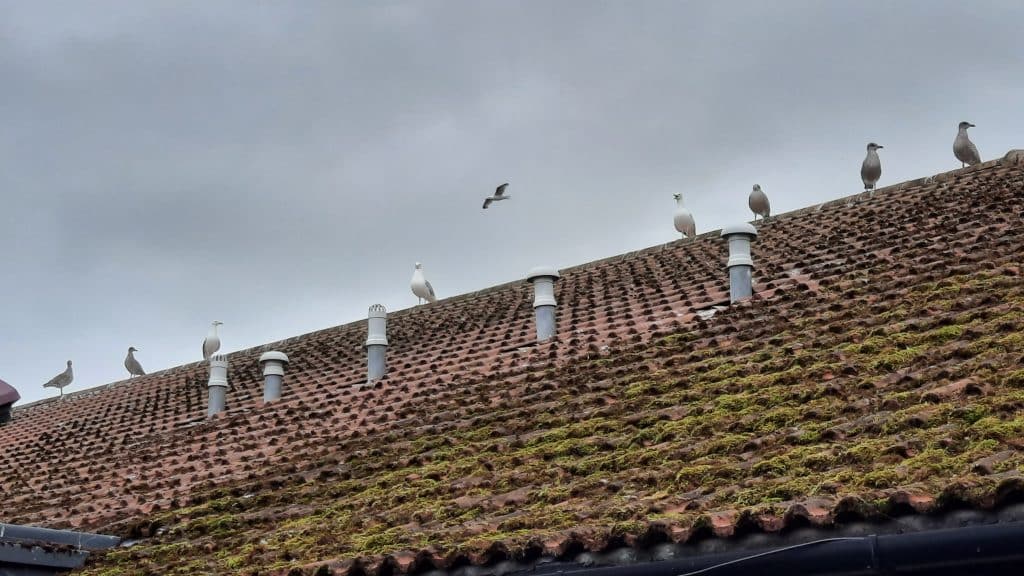 Bird Control Manchester