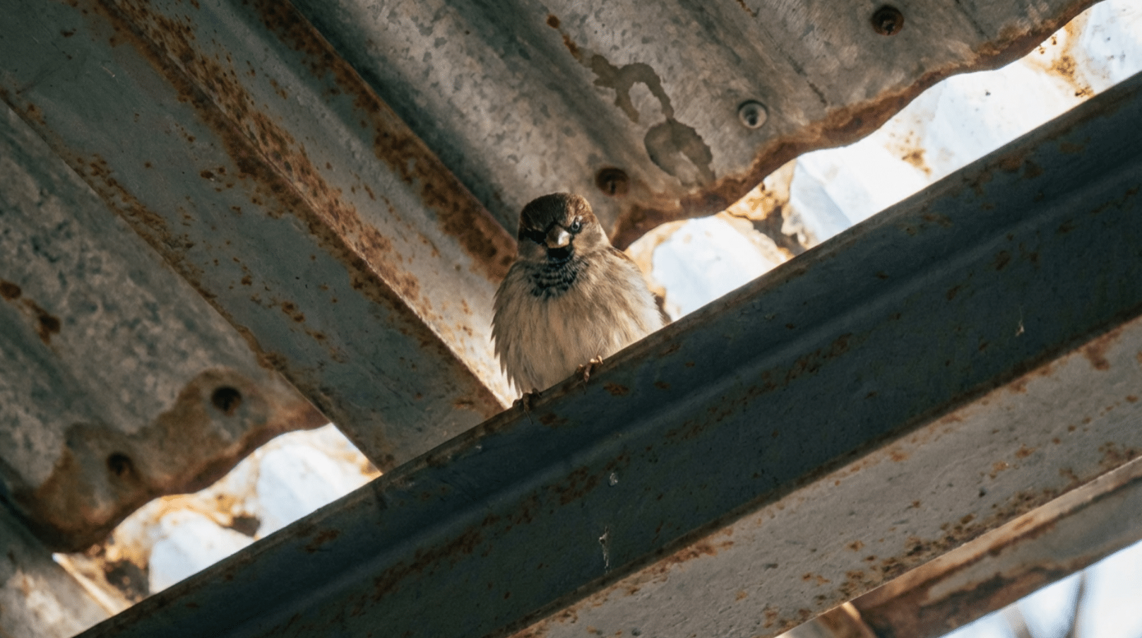 Bird Control For Canopies