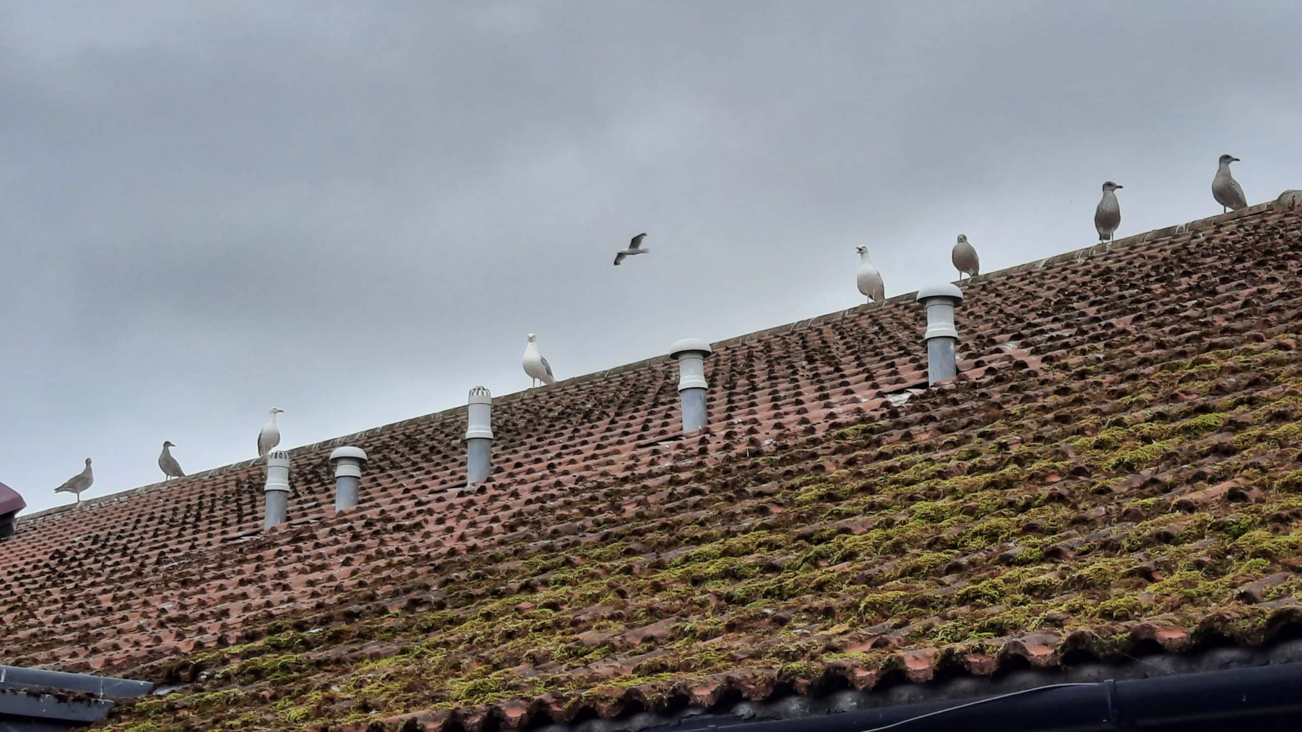 Bird Control For Roofs