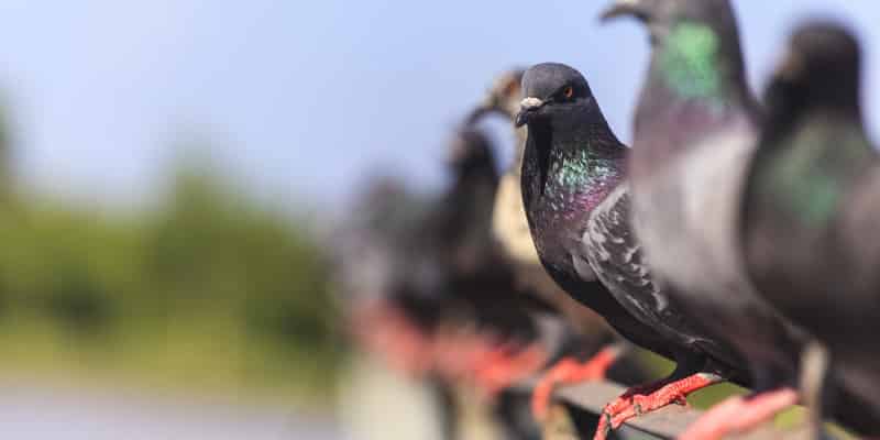 Pest Bird Control Glasgow 1