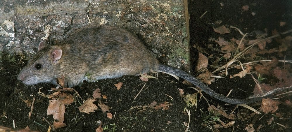 Rat control - edinburgh