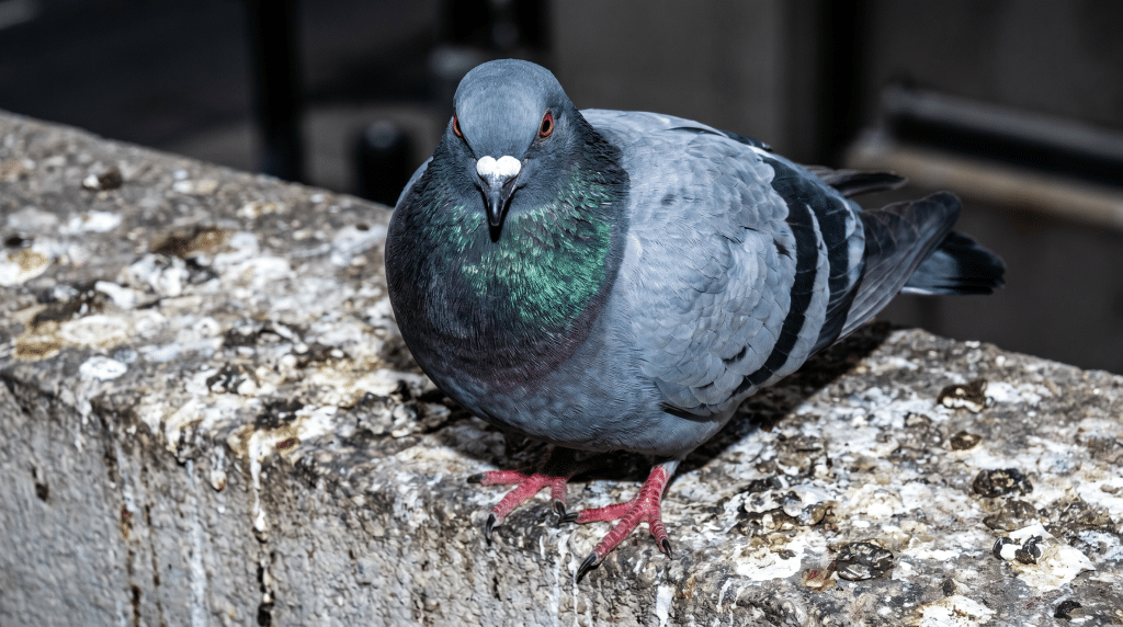 Pigeon in Manchester