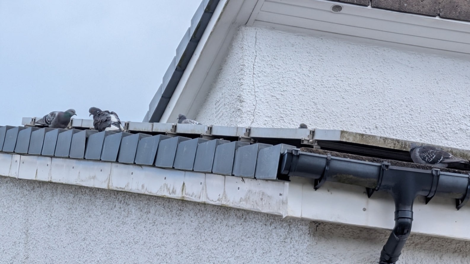 Pigeons under Solar Panels in Glasgow