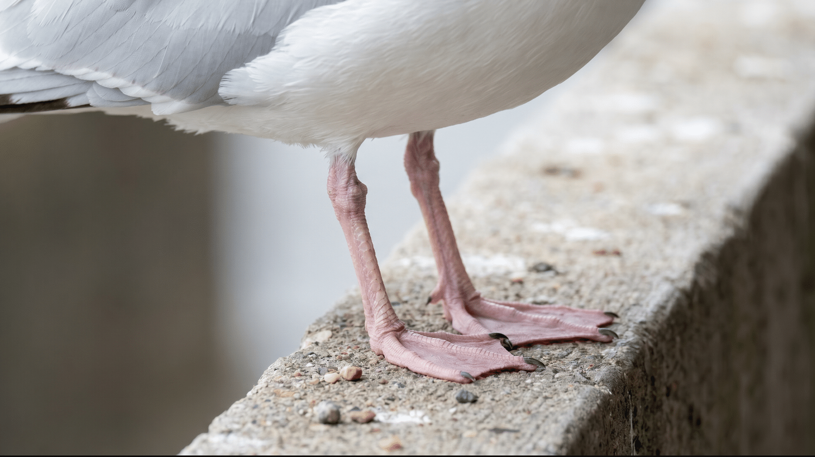 gull control liverpool