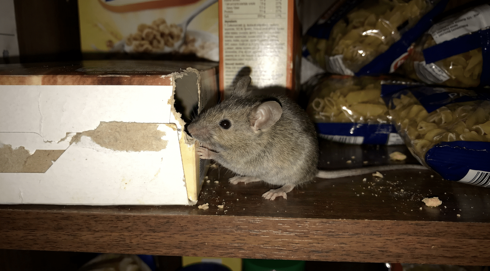rodent control edinburgh - mice