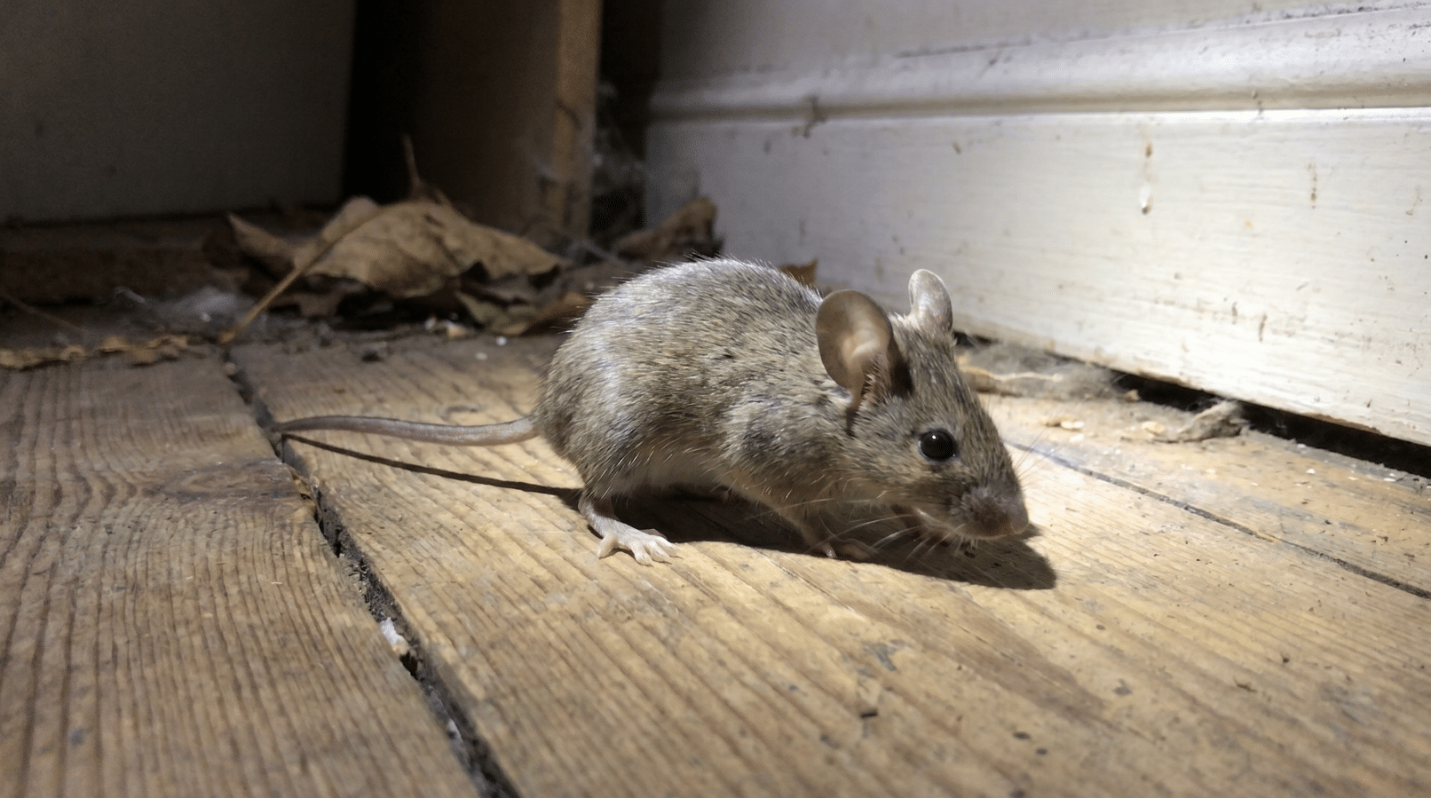 rodent control leeds - mouse control
