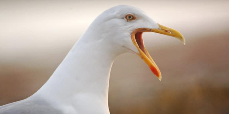 Audible Pest Bird Scaring Deterrent Systems - Pest Bird Control Glasgow