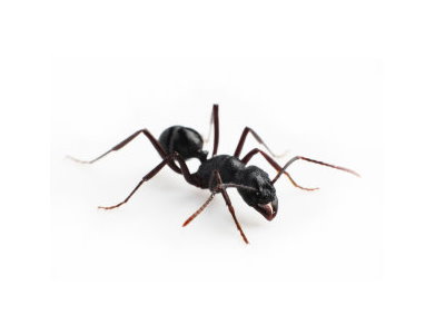 Black-Ants-Lasius-Niger-Pest-Solutions-Pest-Control