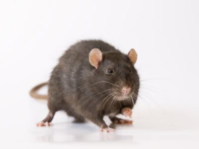 Rat Control Near Me