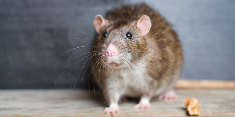 Black Rats (Rattus rattus) - Pest Solutions - Pest Prevention Glasgow