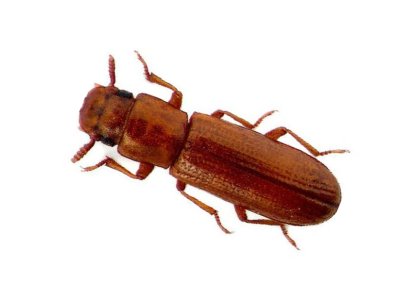 Broadhorned Flour Beetle (Gnatocerus Cornutus) - Pest Solutions - Pest Control