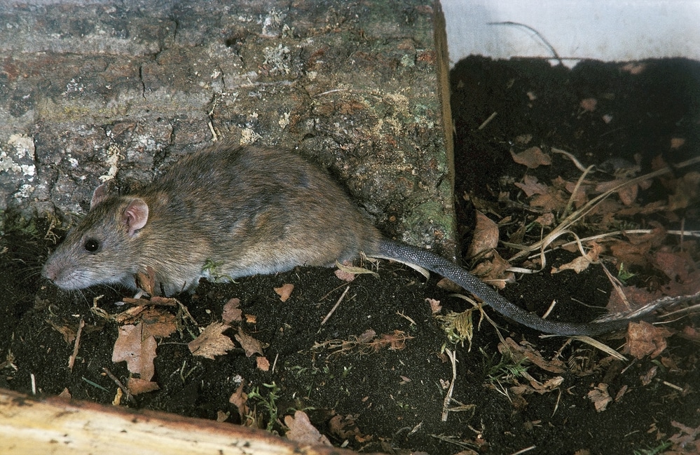 Brown-Rat-Removal-Pest-Solutions