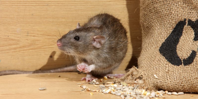 Brown Rats (Rattus norvegicus) - Pest Solutions - Pest Prevention Glasgow