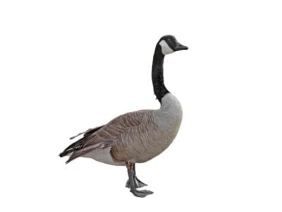 Canada Geese Pest Library