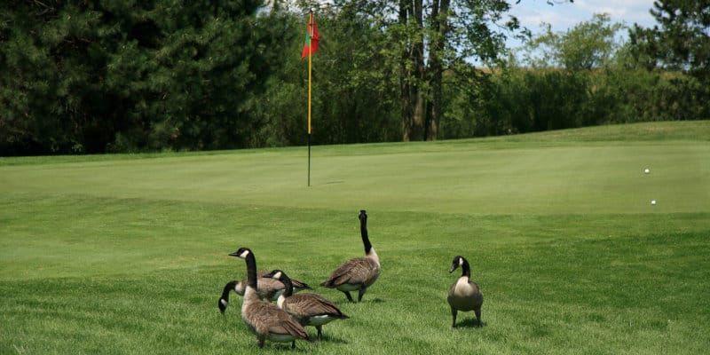 Canada Geese Pest Library