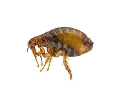 Cat Fleas (Ctenocephalides felis) - Pest Soluitons - Pest Control