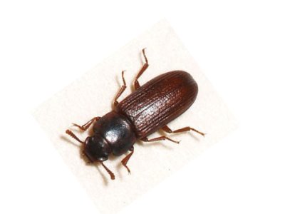Confused Flour Beetle (Tribolium Confusum) - Pest Solutions - Pest Control