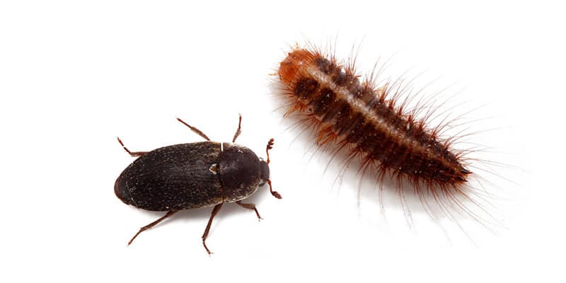 Dermestes Beetle (Dermestidae spp.) - Pest Solutions - Pest Prevention Glasgow