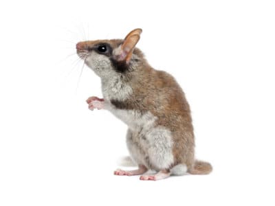 Edible Dormouse (Glis glis) - Pest Solutions - Pest Control
